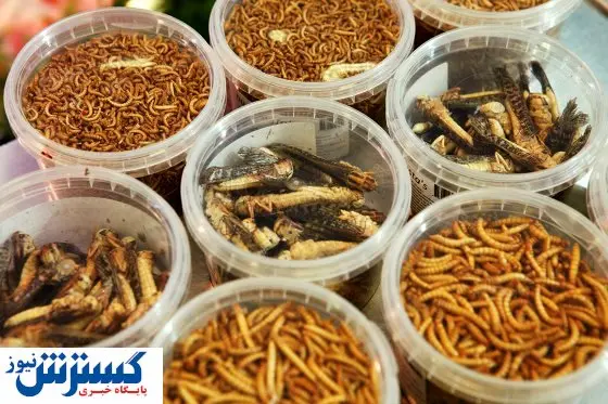 بازار خوراک حشره رونق گرفت