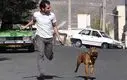 شهر برای صاحبان سگ خانگی نا امن شد