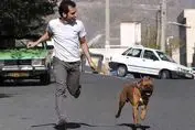 شهر برای صاحبان سگ خانگی نا امن شد