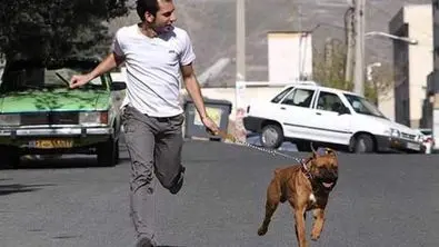 شهر برای صاحبان سگ خانگی نا امن شد