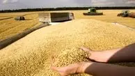 قیمت گندم تا این تاریخ اعلام می‌شود