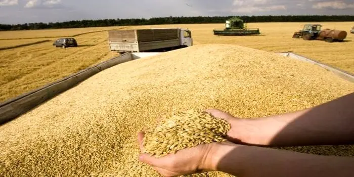 ممنوعیت صادرات گندم هند قیمت جهانی را بالا برد