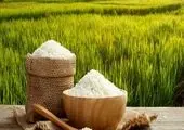 آمار مهم از میزان توزیع برنج خارجی در کشور 
