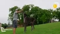 قد بلندترین سگ جهان در گینس ثبت شد + فیلم