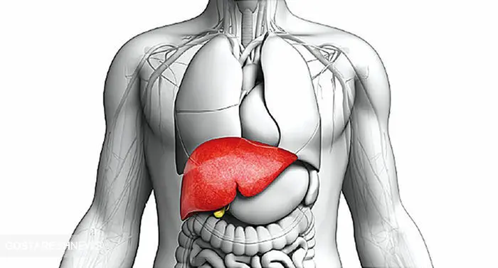 علائم بیماری کبد چرب چیست؟ | نحوه درمان کبد چرب