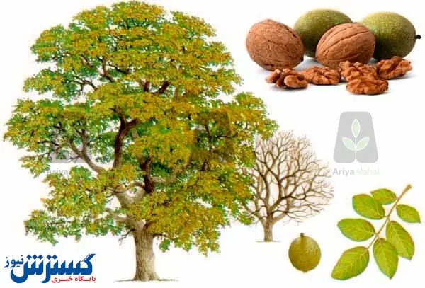 معرفی بهترین نوع درخت گردو در جهان:
