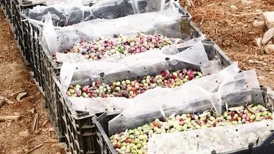 مشکلات کشاورزی صادرات‌محور پابرجاست