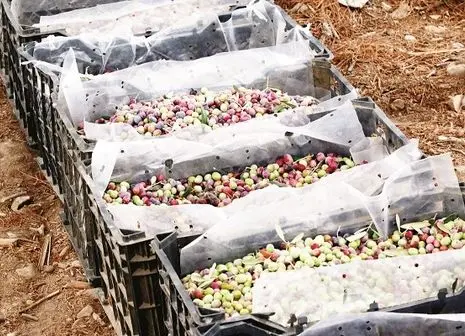 صادرات پیاز قفل شد