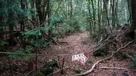جنگل مرموزی که محل خودکشی است + عکس