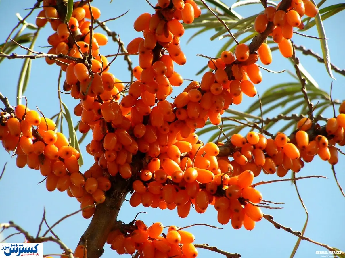 سنجد تلخ و درمان های دارویی آن