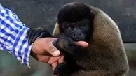 غذا دادن به میمون حادثه آفرید! + عکس