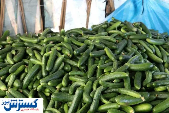 قیمت جدید میوه در بازار / خیار ارزان شد