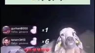 گوسفندی که با یک ویدیو ۳۰ هزار فالوور گرفت! + فیلم