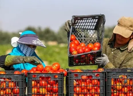 جزئیات مهم درباره رفع ممنوعیت های صادراتی اعلام شد