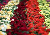 هزینه تولید گل سرسام آور است / حقوق ۳۰ میلیون تومانی برای تزئین‌ کار گل فروشی! 
