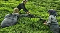 افزایش ۵۳ درصدی نرخ خرید تضمینی چای سبز
