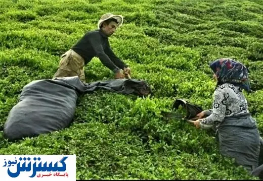 افزایش ۵۳ درصدی نرخ خرید تضمینی چای سبز