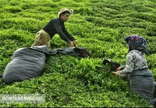 افزایش ۵۳ درصدی نرخ خرید تضمینی چای سبز
