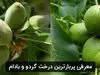 راهنمای خرید انواع نهال گردو پربار در بهار ۱۴۰۱