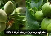 فروش پرسودترین نهال‌های گردو و بادام در ایران