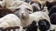 قیمت دام زنده در بازار / هر کیلو گوسفند چند؟