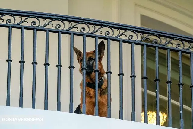 سگ خانواده بایدن از کاخ سفید اخراج شد