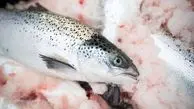 قیمت بالای این ماهی ها در کشور / علت گرانی آبزیان چیست؟