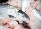 قیمت انواع ماهی / برای خرید ماهی شب عید  ۲۰ درصد تخفیف بگیرید