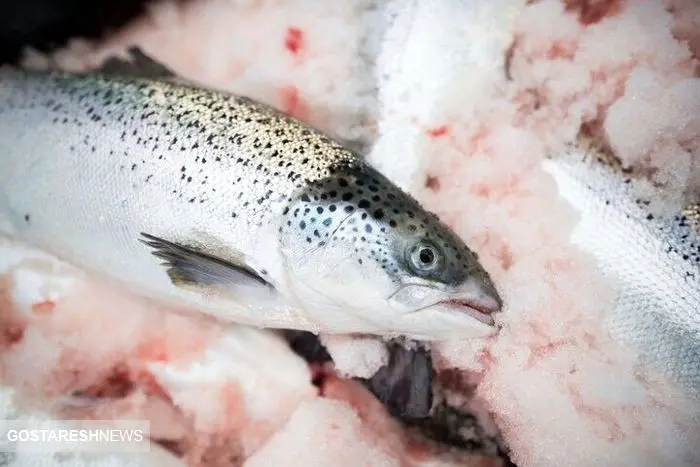 قیمت انواع ماهی در بازار امروز (۱۶ مرداد)