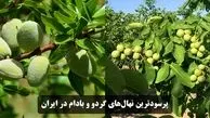 فروش پرسودترین نهال‌های گردو و بادام در ایران