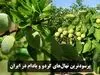 راهنمای خرید انواع نهال گردو پربار در بهار ۱۴۰۱