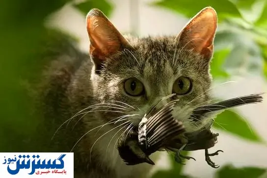 عوامل موثر بر خطر انقراض حیوانات