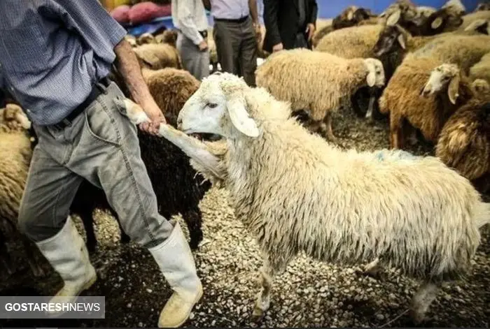  در بازار گوشت طوفان به پا شد ! 