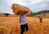 قیمت گندم اصلاح می ‌شود