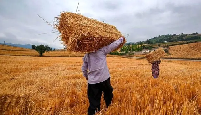 طرح سخاوتمندانه دولت برای کشاورزان