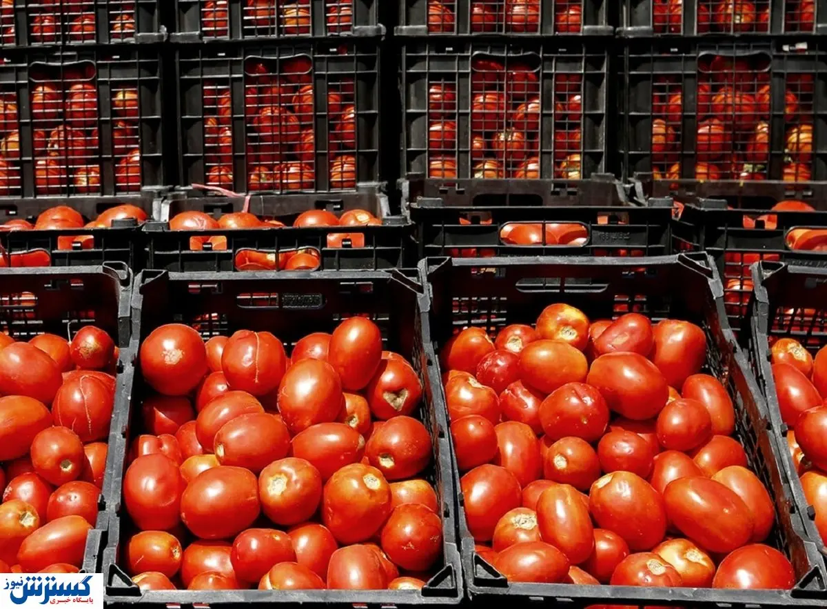قیمت گوجه فرنگی سر به فلک کشید