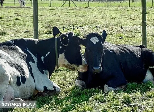 کشف رازهای جدید درباره گاوها