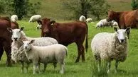 قیمت جدید دام زنده در شهرهای مختلف | گوسفند چند شد؟