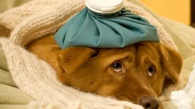 علائم بیماری در سگ‌ها: از بی‌حالی تا تب