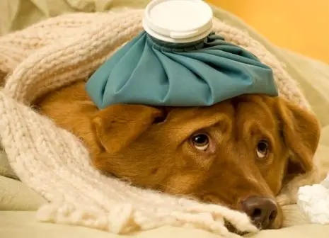 10 گیاه دارویی برای تقویت سیستم ایمنی حیوانات خانگی