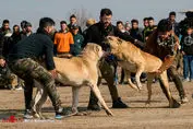 تصاویر/ قمار در مراسم سگ کُشی !