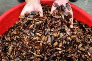 سوسک هم قیمتی شد / ۲۰ هزار عدد ۵ میلیون تومان!