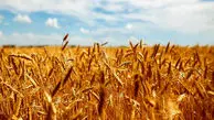 قیمت خرید تضمینی گندم در این تاریخ اعلام می شود