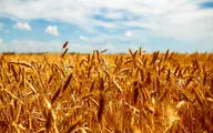 افزایش قیمت ذرت و گندم در بازار