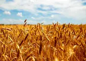 میزان خرید تضمینی گندم افزایش یافت 