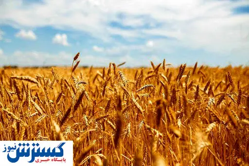 قیمت خرید تضمینی گندم در این تاریخ اعلام می شود