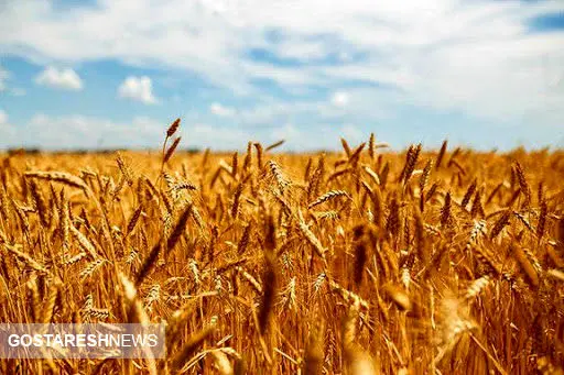 میزان خرید گندم مازاد بر نیاز کشاورزان افزایش یافت 