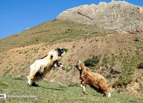 درگیری کارگزاران مخابرات روستایی با مدیر عامل شرکت مخابرات + فیلم