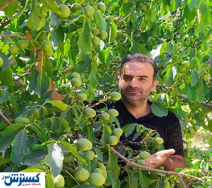 درخت گردویی با بیش از ۳۰۰ کیلو باردهی همه را شگفت زده کرد!