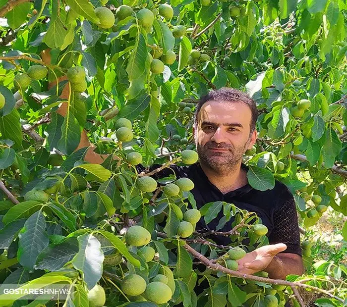 درخت گردویی با بیش از ۳۰۰ کیلو باردهی همه را شگفت زده کرد!